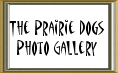 Prairie Dogs Photo Gallery